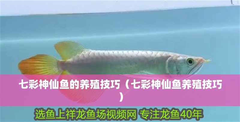 七彩神仙魚的養(yǎng)殖技巧（七彩神仙魚養(yǎng)殖技巧）