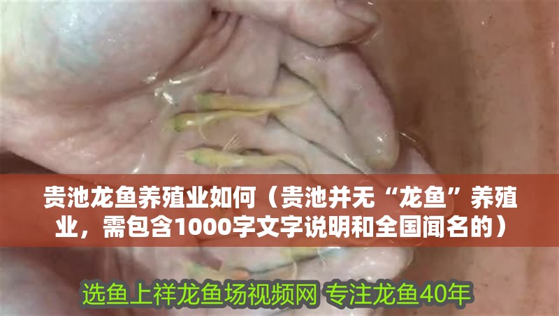 貴池龍魚養(yǎng)殖業(yè)如何（貴池并無“龍魚”養(yǎng)殖業(yè)，需包含1000字文字說明和全國聞名的）