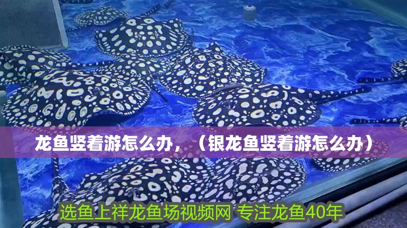 龍魚豎著游怎么辦，（銀龍魚豎著游怎么辦）