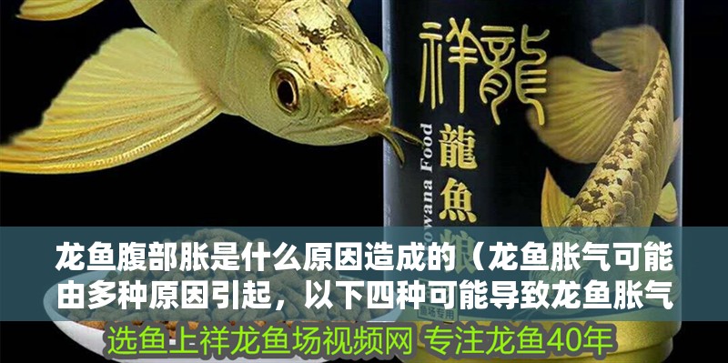 龍魚腹部脹是什么原因造成的（龍魚脹氣可能由多種原因引起，以下四種可能導(dǎo)致龍魚脹氣）