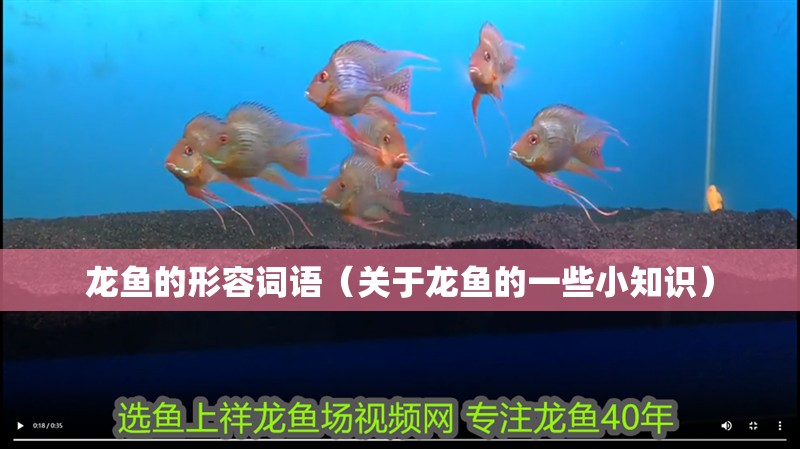 龍魚(yú)的形容詞語(yǔ)（關(guān)于龍魚(yú)的一些小知識(shí)）