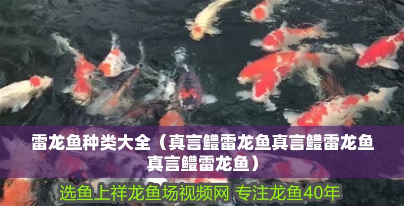 雷龍魚種類大全（真言鱧雷龍魚真言鱧雷龍魚真言鱧雷龍魚）
