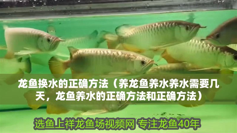 龍魚換水的正確方法（養(yǎng)龍魚養(yǎng)水養(yǎng)水需要幾天，龍魚養(yǎng)水的正確方法和正確方法） 龍魚換水的正確方法（養(yǎng)龍魚養(yǎng)水養(yǎng)水需要幾天，龍魚養(yǎng)水的正確方法和正確方法） 觀賞魚百科
