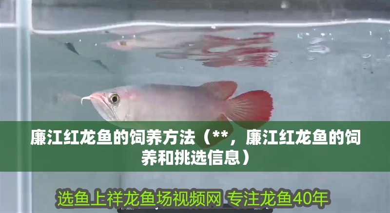 廉江紅龍魚的飼養方法（**，廉江紅龍魚的飼養和挑選信息）