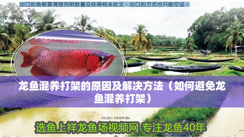 龍魚混養打架的原因及解決方法（如何避免龍魚混養打架） 龍魚混養打架的原因及解決方法（如何避免龍魚混養打架） 觀賞魚百科 第2張