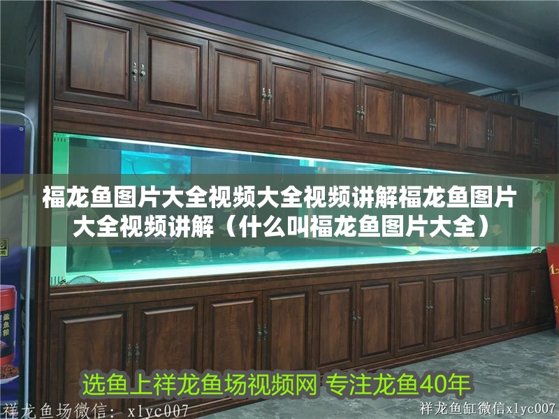 福龍魚圖片大全視頻大全視頻講解福龍魚圖片大全視頻講解（什么叫福龍魚圖片大全）