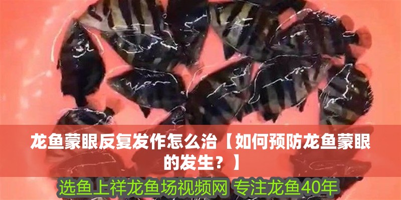 龍魚蒙眼反復發作怎么治【如何預防龍魚蒙眼的發生？】
