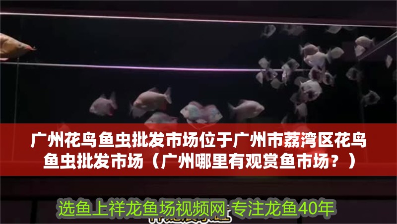 廣州花鳥魚蟲批發市場位于廣州市荔灣區花鳥魚蟲批發市場（廣州哪里有觀賞魚市場？）