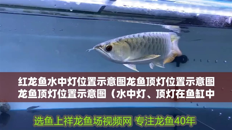 紅龍魚水中燈位置示意圖龍魚頂燈位置示意圖龍魚頂燈位置示意圖（水中燈、頂燈在魚缸中如何擺放？）