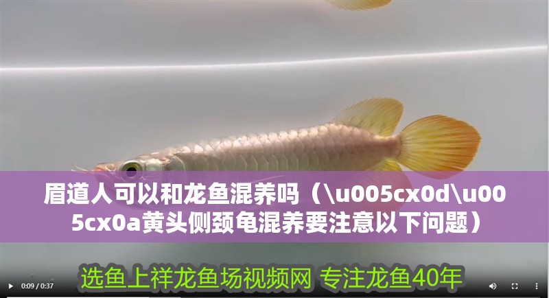眉道人可以和龍魚混養嗎（\u005cx0d\u005cx0a黃頭側頸龜混養要注意以下問題）