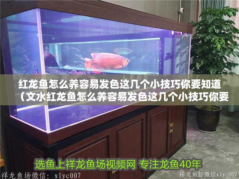 紅龍魚怎么養(yǎng)容易發(fā)色這幾個(gè)小技巧你要知道（文水紅龍魚怎么養(yǎng)容易發(fā)色這幾個(gè)小技巧你要知道）
