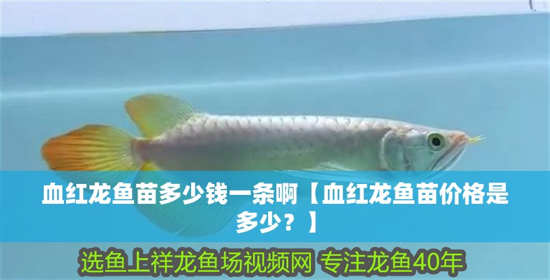 血紅龍魚苗多少錢一條啊【血紅龍魚苗價格是多少？】