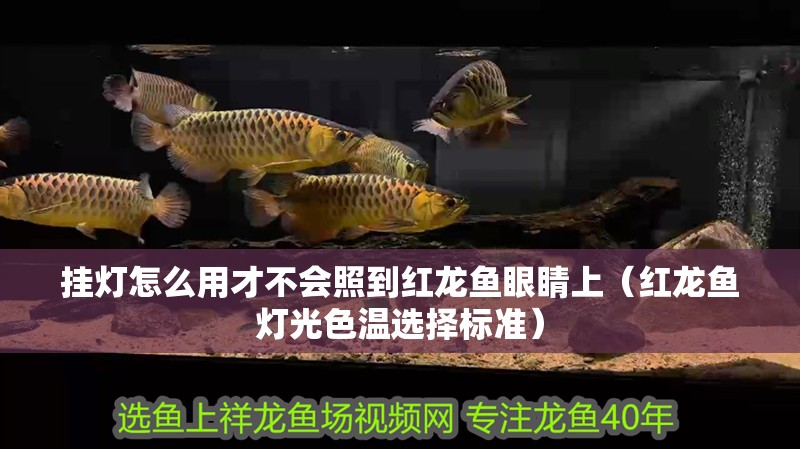 掛燈怎么用才不會(huì)照到紅龍魚眼睛上（紅龍魚燈光色溫選擇標(biāo)準(zhǔn)）
