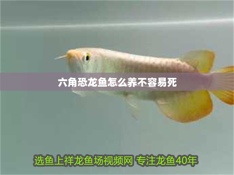 六角恐龍魚怎么養不容易死