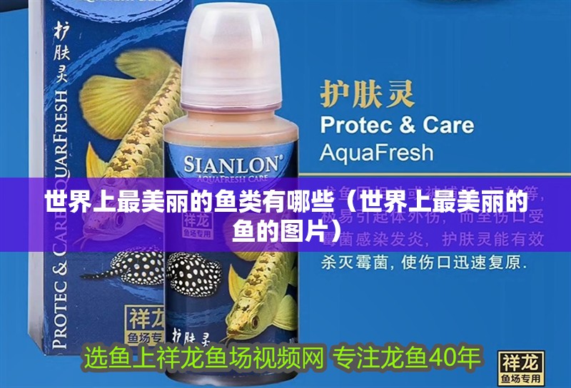 世界上最美麗的魚類有哪些（世界上最美麗的魚的圖片） 世界上最美麗的魚類有哪些（世界上最美麗的魚的圖片） 觀賞魚百科