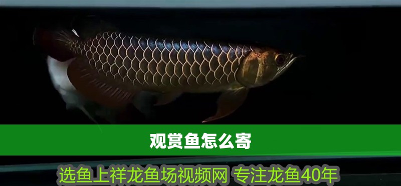 觀賞魚怎么寄 觀賞魚怎么寄 觀賞魚百科