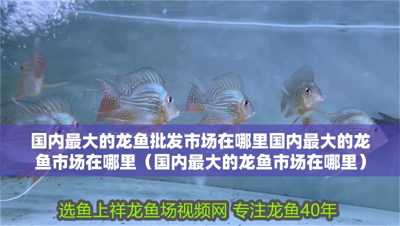 國內最大的龍魚批發市場在哪里國內最大的龍魚市場在哪里（國內最大的龍魚市場在哪里）