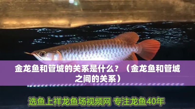 金龍魚和管城的關(guān)系是什么？（金龍魚和管城之間的關(guān)系）