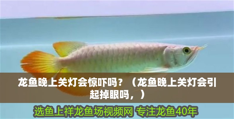 龍魚晚上關燈會驚嚇嗎？（龍魚晚上關燈會引起掉眼嗎，） 龍魚晚上關燈會驚嚇嗎？（龍魚晚上關燈會引起掉眼嗎，） 觀賞魚百科 第2張