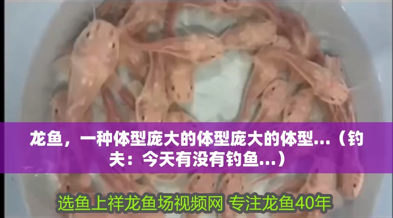 龍魚，一種體型龐大的體型龐大的體型…（釣夫：今天有沒有釣魚…）