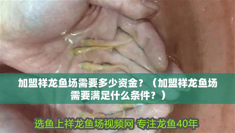 加盟祥龍魚(yú)場(chǎng)需要多少資金？（加盟祥龍魚(yú)場(chǎng)需要滿(mǎn)足什么條件？）