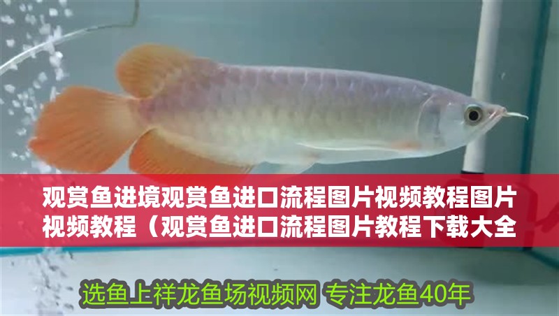 觀(guān)賞魚(yú)進(jìn)境觀(guān)賞魚(yú)進(jìn)口流程圖片視頻教程圖片視頻教程（觀(guān)賞魚(yú)進(jìn)口流程圖片教程下載大全）