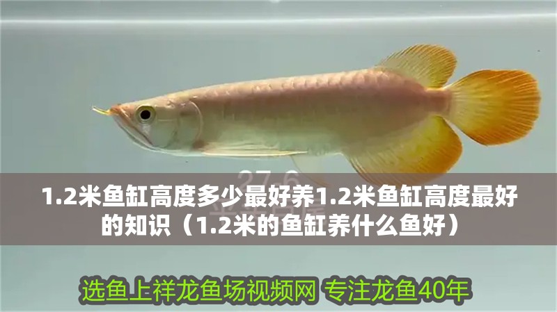 1.2米魚缸高度多少最好養1.2米魚缸高度最好的知識（1.2米的魚缸養什么魚好）