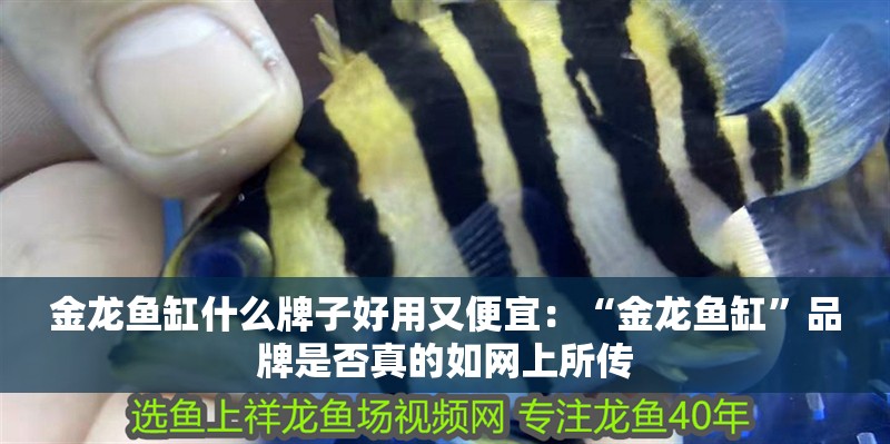 金龍魚缸什么牌子好用又便宜：“金龍魚缸”品牌是否真的如網上所傳
