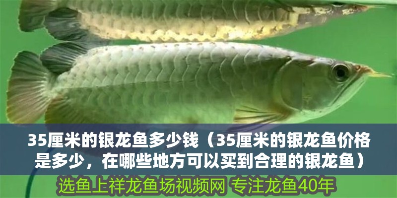 35厘米的銀龍魚多少錢（35厘米的銀龍魚價格是多少，在哪些地方可以買到合理的銀龍魚）