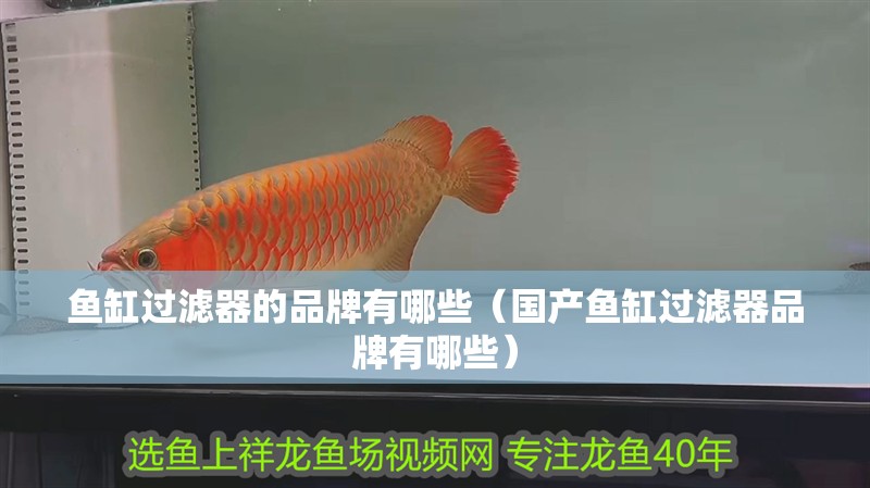 魚缸過濾器的品牌有哪些（國產魚缸過濾器品牌有哪些）