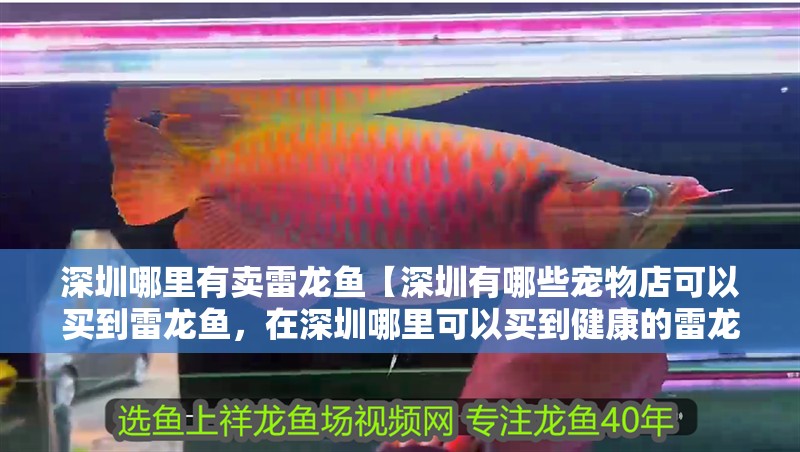 深圳哪里有賣雷龍魚【深圳有哪些寵物店可以買到雷龍魚，在深圳哪里可以買到健康的雷龍魚】