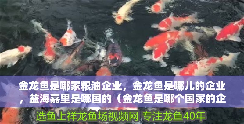 金龍魚是哪家糧油企業(yè)，金龍魚是哪兒的企業(yè)，益海嘉里是哪國的（金龍魚是哪個(gè)國家的企業(yè)？）