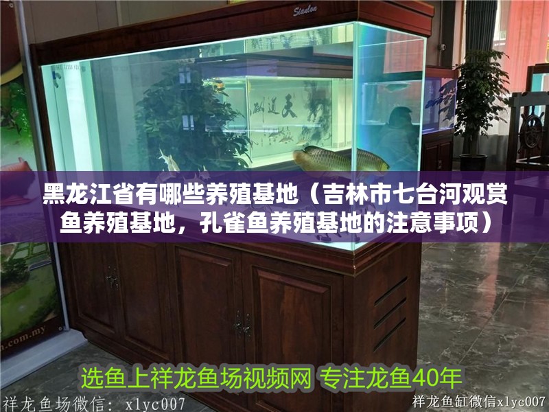 黑龍江省有哪些養殖基地（吉林市七臺河觀賞魚養殖基地，孔雀魚養殖基地的注意事項）