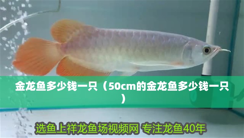金龍魚多少錢一只（50cm的金龍魚多少錢一只）