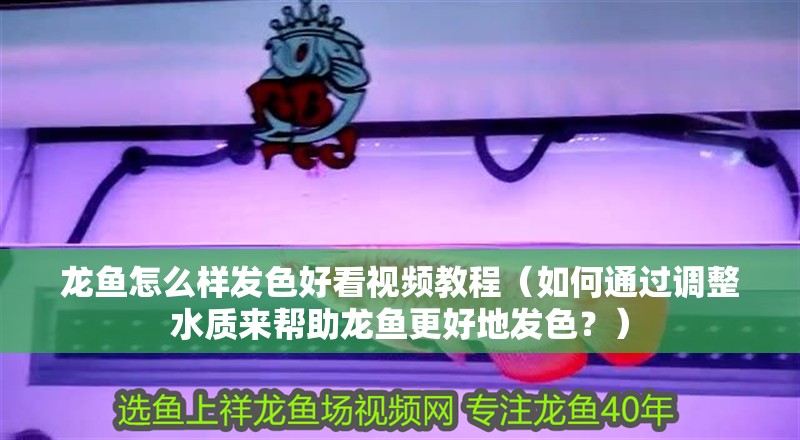 龍魚怎么樣發(fā)色好看視頻教程（如何通過調(diào)整水質(zhì)來幫助龍魚更好地發(fā)色？）