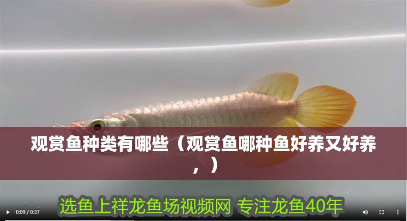 魚缸造景先放沙還是先放水(魚缸造景先鋪沙還是先放石頭) 觀賞魚種類有哪些(觀賞魚哪種魚好養(yǎng)又好養(yǎng),) 觀賞魚百科 觀賞魚種類有哪些(觀賞魚哪種魚好養(yǎng)又好養(yǎng),) 觀賞魚種類有哪些(觀賞魚哪種魚好養(yǎng)又好養(yǎng),) 觀賞魚百科