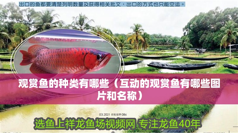 觀賞魚的種類有哪些（互動的觀賞魚有哪些圖片和名稱）