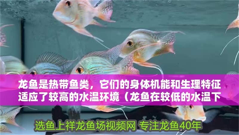龍魚是熱帶魚類，它們的身體機能和生理特征適應了較高的水溫環境（龍魚在較低的水溫下容易受到疾病的侵襲，可能會影響龍魚的免疫力）