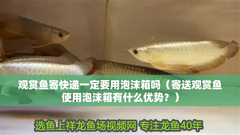觀賞魚寄快遞一定要用泡沫箱嗎（寄送觀賞魚使用泡沫箱有什么優(yōu)勢？）