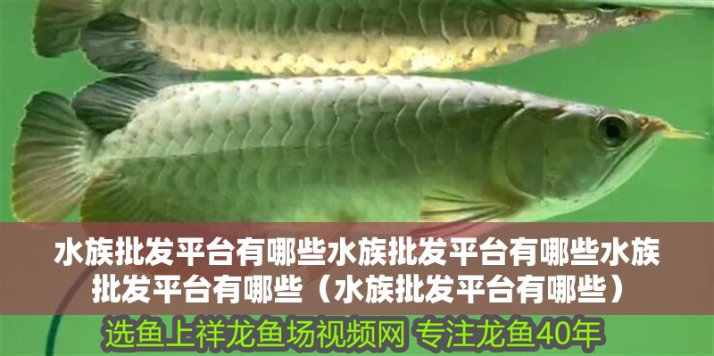 水族批發平臺有哪些水族批發平臺有哪些水族批發平臺有哪些（水族批發平臺有哪些）