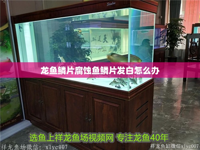 龍魚鱗片腐蝕魚鱗片發(fā)白怎么辦