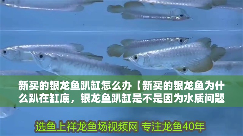 新買的銀龍魚趴缸怎么辦【新買的銀龍魚為什么趴在缸底，銀龍魚趴缸是不是因為水質問題】