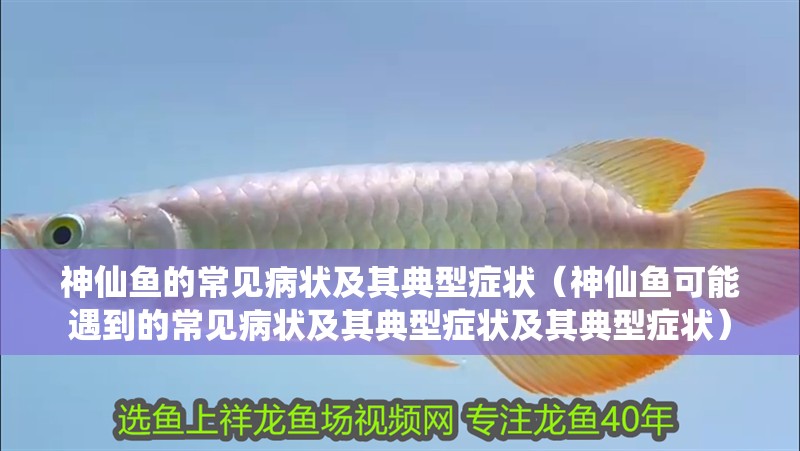 神仙魚的常見病狀及其典型癥狀（神仙魚可能遇到的常見病狀及其典型癥狀及其典型癥狀）