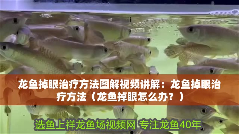 龍魚掉眼治療方法圖解視頻講解：龍魚掉眼治療方法（龍魚掉眼怎么辦？）