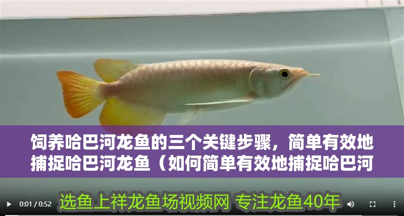 飼養哈巴河龍魚的三個關鍵步驟，簡單有效地捕捉哈巴河龍魚（如何簡單有效地捕捉哈巴河龍魚）