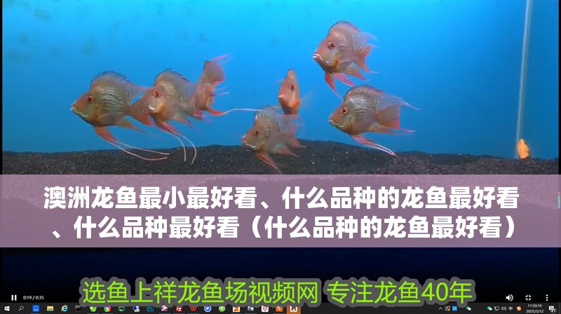 澳洲龍魚最小最好看、什么品種的龍魚最好看、什么品種最好看（什么品種的龍魚最好看）