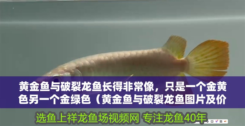 黃金魚與破裂龍魚長得非常像，只是一個金黃色另一個金綠色（黃金魚與破裂龍魚圖片及價格對應的相關信息介紹）