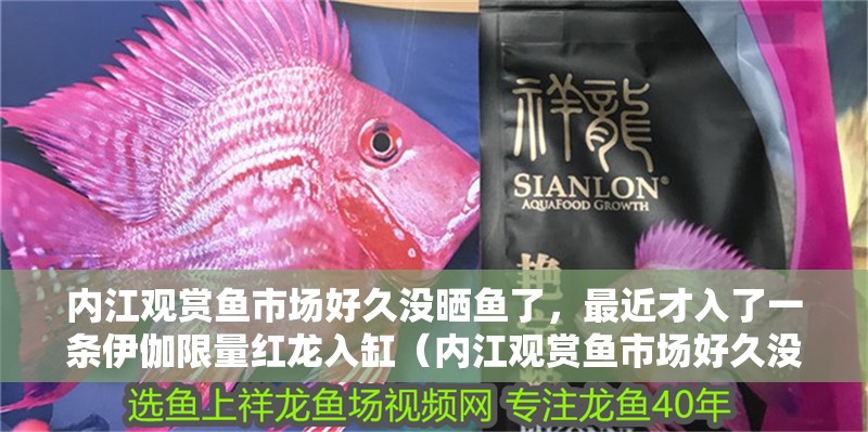 內江觀賞魚市場好久沒曬魚了，最近才入了一條伊伽限量紅龍入缸（內江觀賞魚市場好久沒曬魚了，位于四川省內江市的觀賞魚市場鮮有看到魚兒被曬干的情況）