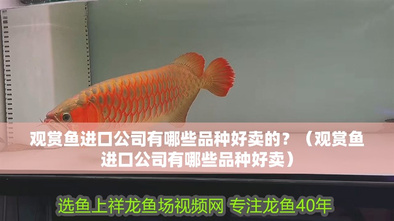 觀賞魚進口公司有哪些品種好賣的？（觀賞魚進口公司有哪些品種好賣）