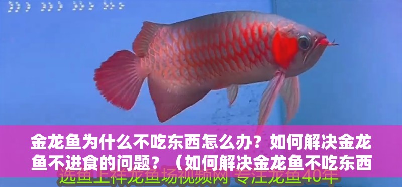 金龍魚為什么不吃東西怎么辦？如何解決金龍魚不進食的問題？（如何解決金龍魚不吃東西的問題？）